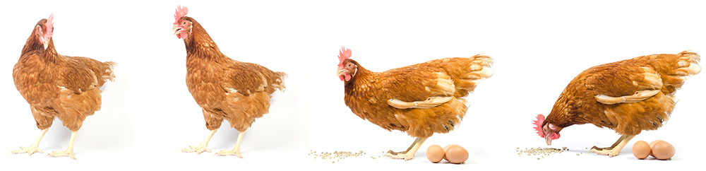 Élevage de La Praie Élevage de La Praie